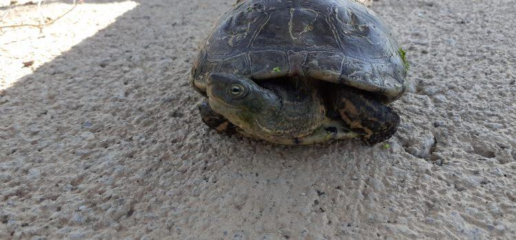 El Consorci de la Desembocadura del Millars marca quatre tortugues autòctones i retira dos exòtiques en cinc mesos