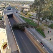 Un arbre caigut tanca el trànsit en el carrer Furs de València, pont d’eixida cap a Borriana