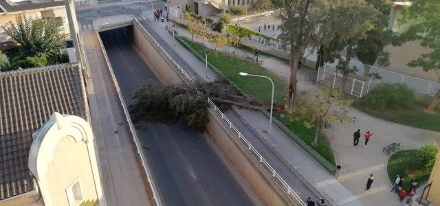 Un arbre caigut tanca el trànsit en el carrer Furs de València, pont d’eixida cap a Borriana