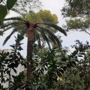 El ‘morrut roig’ ataca a les palmeres canàries de la Desembocadura del Millars