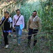 Vila-real neteja les canyes del Molí Paquero per a protegir la biodiversitat i crear tallafocs en l’àrea de l’AP-7