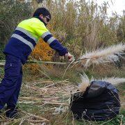 El Consorci de la Desembocadura del Millars elimina unes plantes exòtiques de plomalls blancs de l’espai