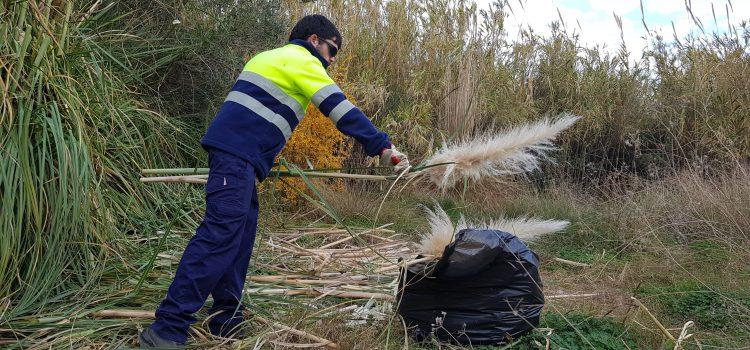 El Consorci de la Desembocadura del Millars elimina unes plantes exòtiques de plomalls blancs de l’espai