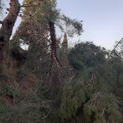 Dos arbres de grans dimensions caiguts pel vent al Paisatge Protegit de la Desembocadura del Millars 