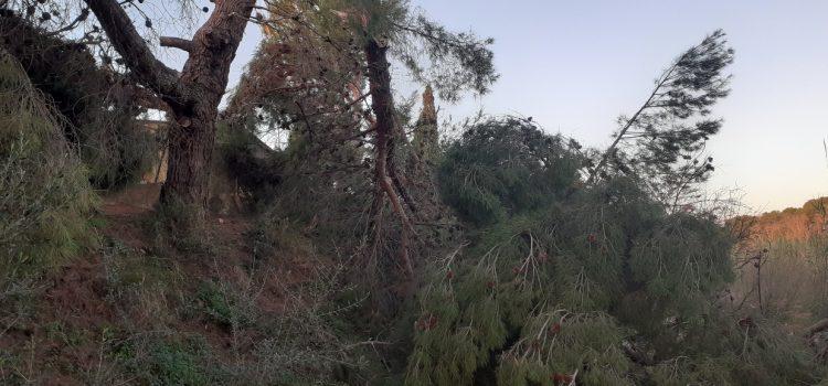 Dos arbres de grans dimensions caiguts pel vent al Paisatge Protegit de la Desembocadura del Millars 