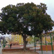 Cs urgeix actuar en el parc triangular del barri de Sant Ferran i també en el ficus 