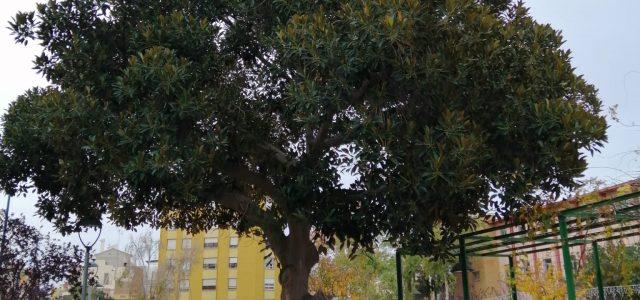 Cs urgeix actuar en el parc triangular del barri de Sant Ferran i també en el ficus 