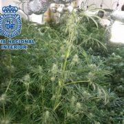 Dos detinguts per cultivar 466 plantes de marihuana en el seu domicili en el centre de Vila-real