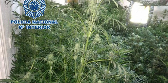 Dos detinguts per cultivar 466 plantes de marihuana en el seu domicili en el centre de Vila-real