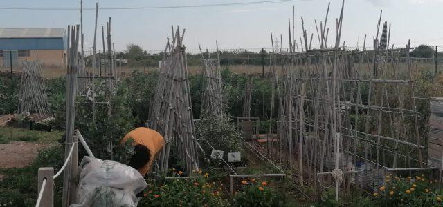 Alarmes al món rural de Vila-real per construccions il·legals en finques agrícoles