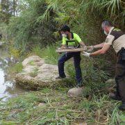 El control del visó americà es reprén al llarg dels 14 quilòmetres fluvials protegits