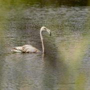 Un flamenc solitari mora i s’alimenta des del 6 de setembre en les llacunes de la Desembocadura del Millars