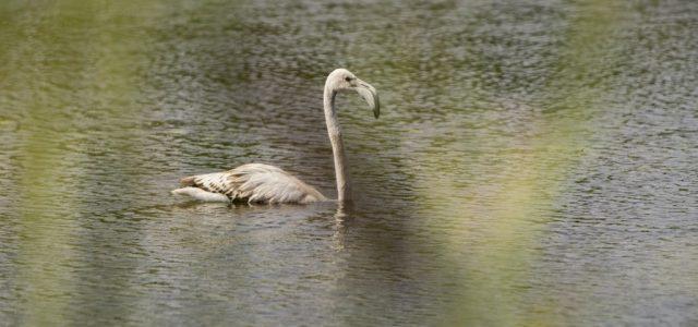 Un flamenc solitari mora i s’alimenta des del 6 de setembre en les llacunes de la Desembocadura del Millars