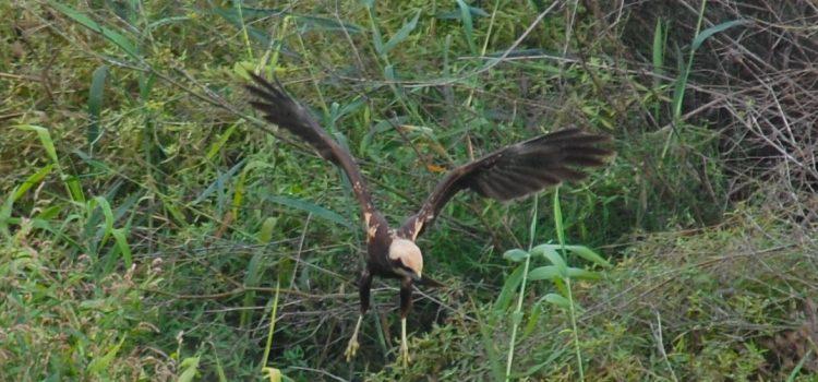 Les aus rapinyaires protagonitzen el pas migratori post nupcial a la Desembocadura del Millars