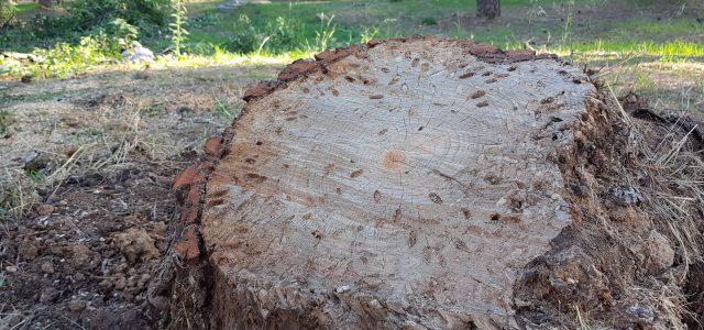 Retirats del paratge del Termet els pins caiguts i afectats per la plaga del Tomicus 