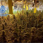 La Policia desmantella 400 plantes de marihuana, 166 esqueixos i un kg de droga llesta per al consum
