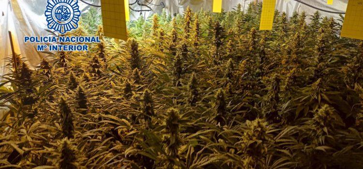 La Policia desmantella 400 plantes de marihuana, 166 esqueixos i un kg de droga llesta per al consum