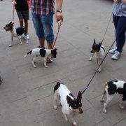 El Gos Rater Valencià, molt arrelat a la ciutat, avança cap al reconeixement internacional de la seua raça 