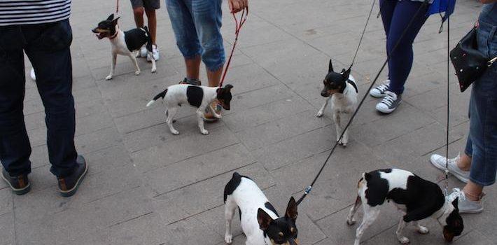 El Gos Rater Valencià, molt arrelat a la ciutat, avança cap al reconeixement internacional de la seua raça 