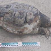 El temporal de les últimes setmanes espenta a la gola nord del Millars dos exemplars morts de tortuga bova 