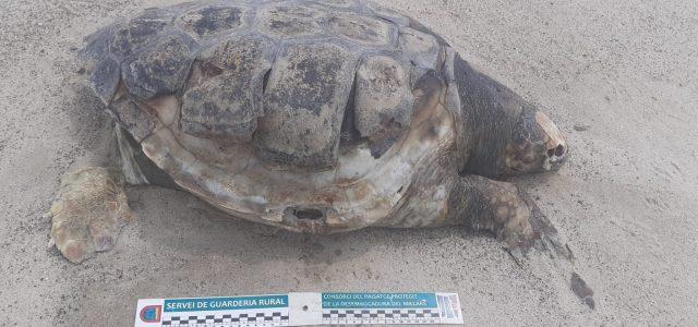 El temporal de les últimes setmanes espenta a la gola nord del Millars dos exemplars morts de tortuga bova 