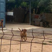 Cs urgeix l’ordenança específica d’animals davant els últims atacs de presumptes gossos perillosos a Vila-real