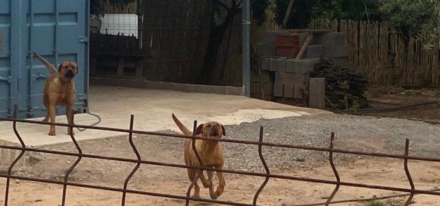 Cs urgeix l’ordenança específica d’animals davant els últims atacs de presumptes gossos perillosos a Vila-real
