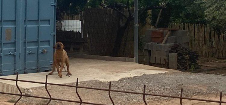 El veí de Vila-real atacat per dos gossos perillosos en Vora Riu: “Vaig pensar que anaven a desfer-me”
