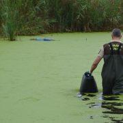 El Consorci riu Millars fa un seguiment de les tortugues autòctones i retira les exòtiques
