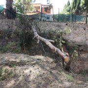 Tanquen la ruta botànica de Vila-real per despreniments per les pluges