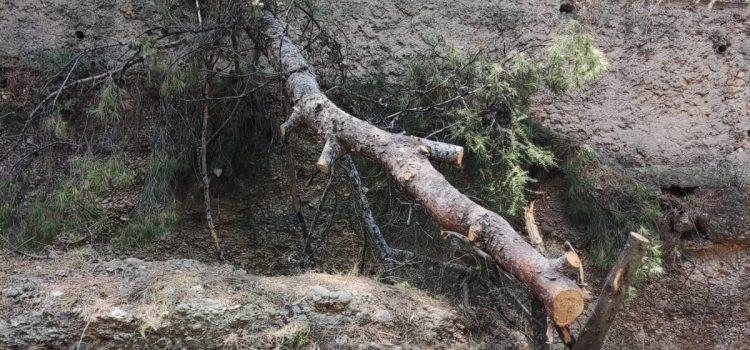 Tanquen la ruta botànica de Vila-real per despreniments per les pluges