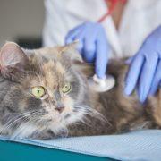 La raó per què ‘Gats de Barri’ tan sols donen animals en adopció amb balcons protegits