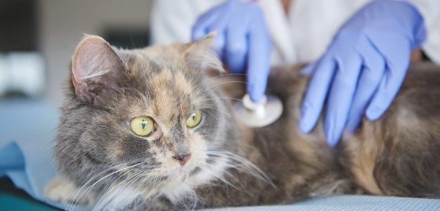 La raó per què ‘Gats de Barri’ tan sols donen animals en adopció amb balcons protegits
