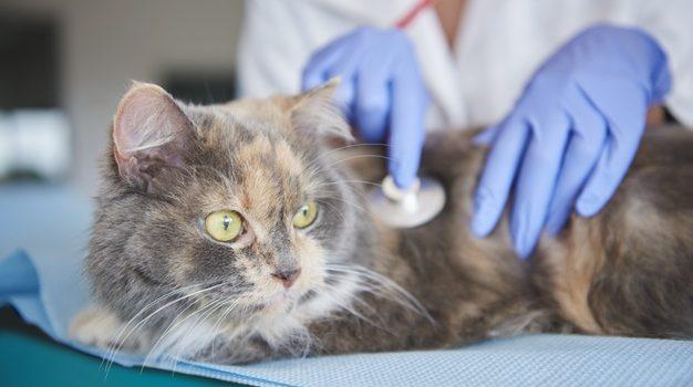 La raó per què ‘Gats de Barri’ tan sols donen animals en adopció amb balcons protegits