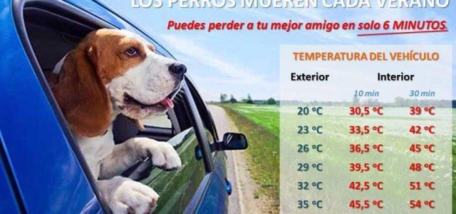 La Policia Local de Vila-real demana evitar deixar els gossos en els interiors dels vehicles