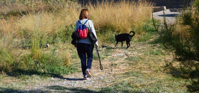 El Consorci del riu Millars adverteix de la prohibició de passejar amb gossos solts