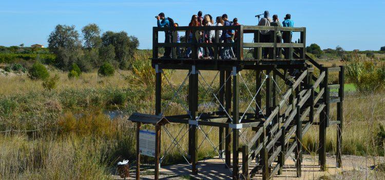 Gaudeix d’una ruta ornitològica familiar per a conéixer les aus en el riu Millars