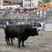 Primera jornada taurina de les festes amb vaques, cerrils i bou embolat a la plaça portàtil