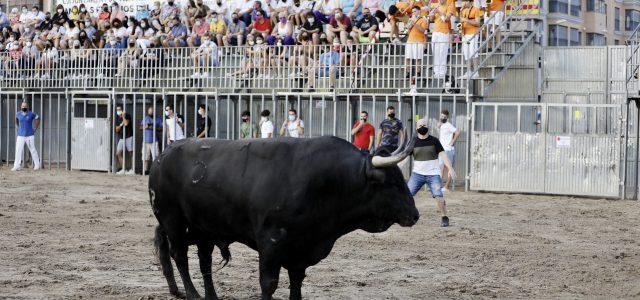 Primera jornada taurina de les festes amb vaques, cerrils i bou embolat a la plaça portàtil