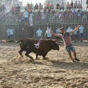 Vila-real viu la seua penúltima jornada de bous amb una exhibició taurina i vaques enfundades a la nit