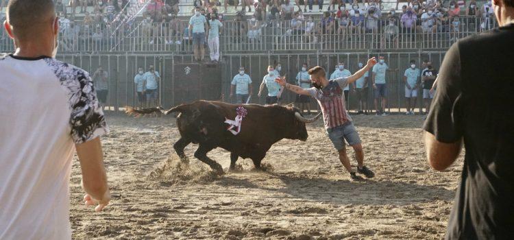 Vila-real viu la seua penúltima jornada de bous amb una exhibició taurina i vaques enfundades a la nit