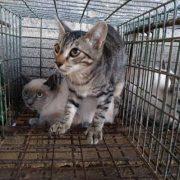 Veïns de Vila-real denuncien l’enviament massiu dels gats a la gossera