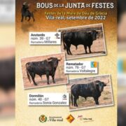 La Comissió del Bou i l’Ajuntament ja tenen els bous per a les festes de la Mare de Déu