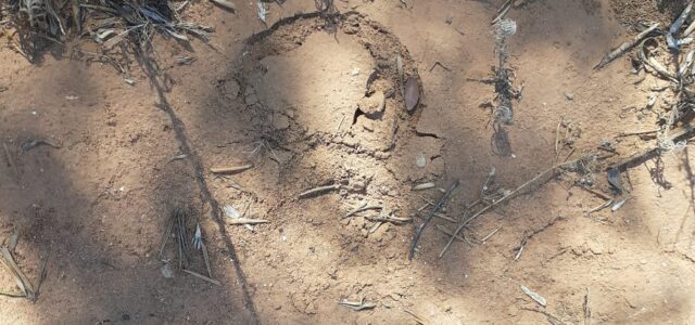 El jaciment arqueològic del torrelló del Boverot de l’època del Bronze valencià pateix un acte vandàlic