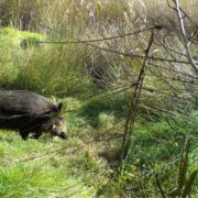 Benlloch reclama mesures de control per la proliferació de porcs senglars en l’entorn del Millars