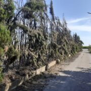 Un xicotet incendi va amenaçar ahir un tram del Paisatge Protegit de la Desembocadura del Millars