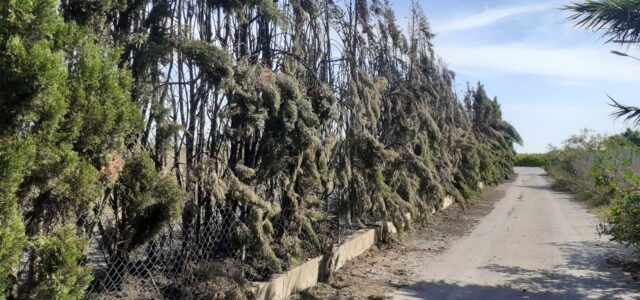 Un xicotet incendi va amenaçar ahir un tram del Paisatge Protegit de la Desembocadura del Millars