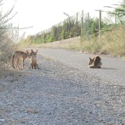 El Consorci gestor del riu Millars recorda la problemàtica d’alimentar a la fauna salvatge