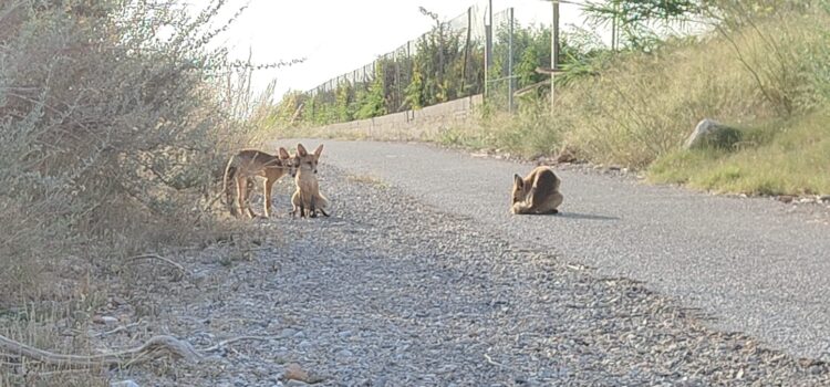 El Consorci gestor del riu Millars recorda la problemàtica d’alimentar a la fauna salvatge