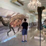 Vila-real exhibeix la mostra «Fauna del Termet i paleontologia castellonenca»